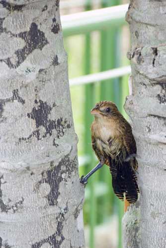 young brahminy kite-AsiaPhotoStock