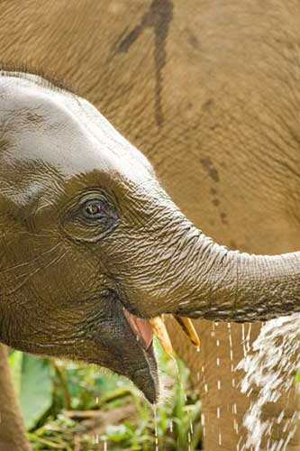 young elephant-AsiaPhotoStock