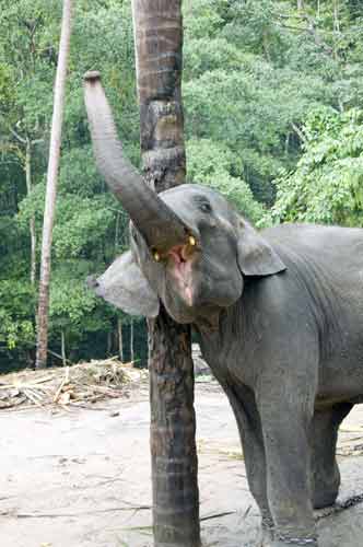 young thai elephant-AsiaPhotoStock