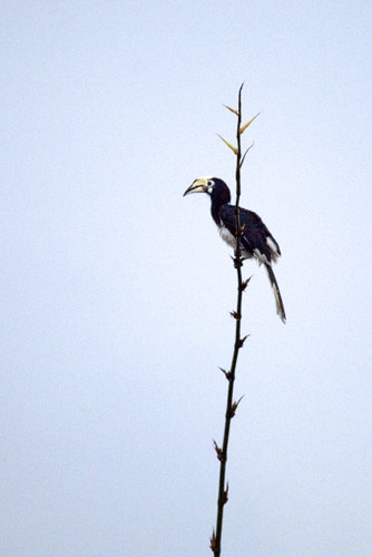 young hornbill-AsiaPhotoStock