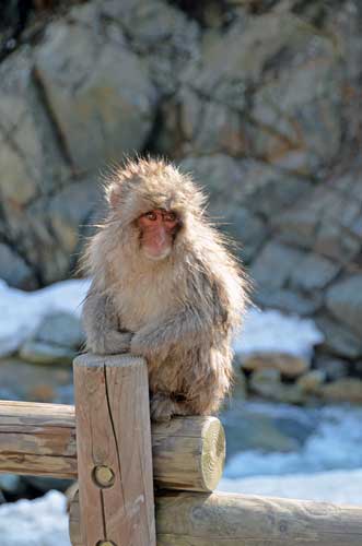 young japan monkey-AsiaPhotoStock