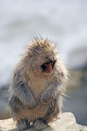 young macaque-AsiaPhotoStock