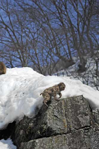 young japanese primate-AsiaPhotoStock