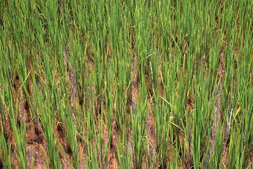 young rice-AsiaPhotoStock
