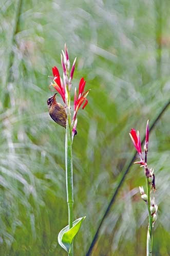 young sunbird-AsiaPhotoStock