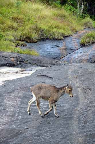 young nilgiri tahr-AsiaPhotoStock