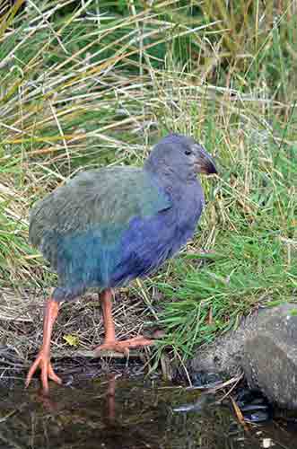 young takahe-AsiaPhotoStock