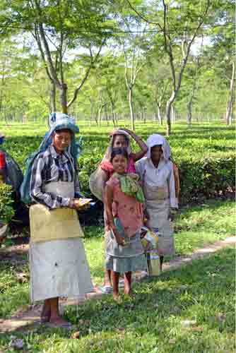 young tea workers-AsiaPhotoStock