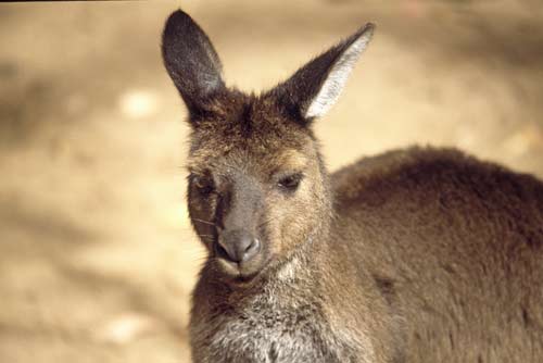tammer wallaby-AsiaPhotoStock