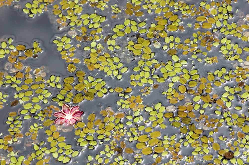 floating pink seed pod-AsiaPhotoStock