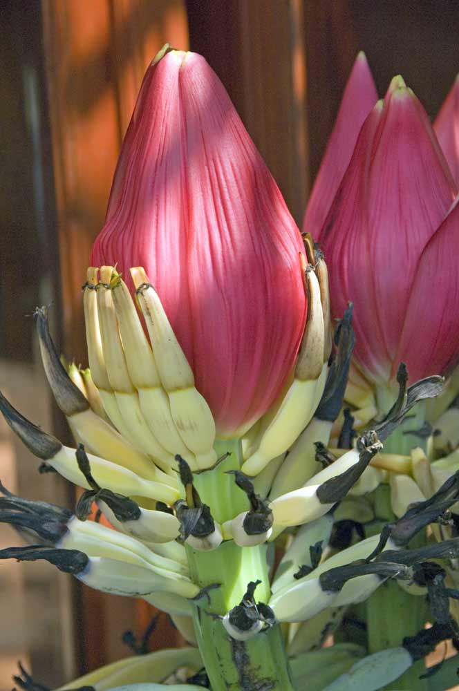 banana flower sapa-AsiaPhotoStock