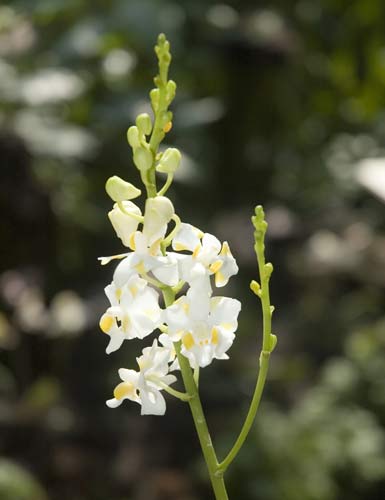 August - Doritis-AsiaPhotoStock