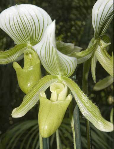 December - Paphiopedilum-AsiaPhotoStock
