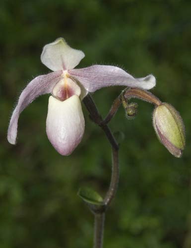February - Paphiopedilum-AsiaPhotoStock