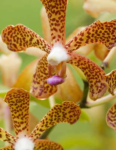 January - majula rimau-AsiaPhotoStock
