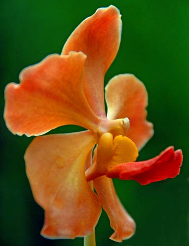 July - TMA vanda-AsiaPhotoStock