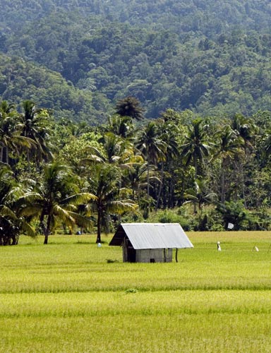 mar - rice fields-AsiaPhotoStock