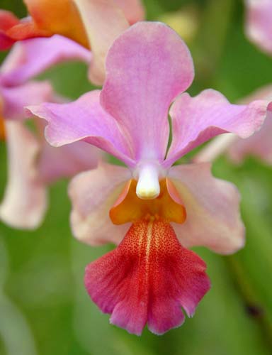 March - Vanda IOC-AsiaPhotoStock
