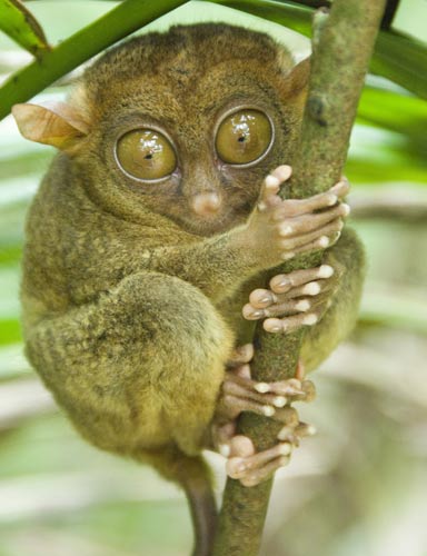 may - tarsier bohol-AsiaPhotoStock