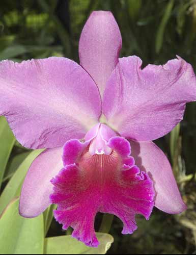 October -  Pink Diamond-AsiaPhotoStock