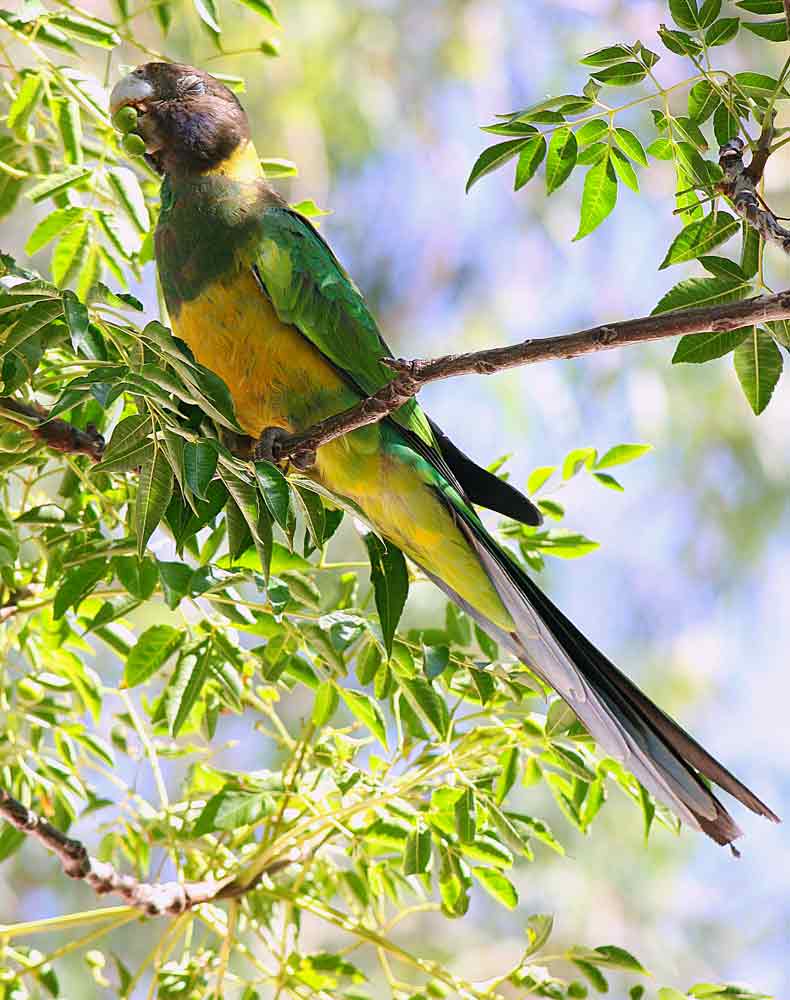 ringneck parrot-AsiaPhotoStock
