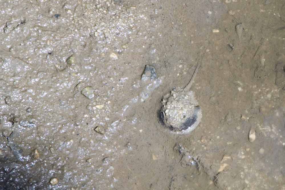 baby horse shoe crab-AsiaPhotoStock