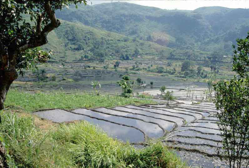 sulawesi rice terraces-AsiaPhotoStock