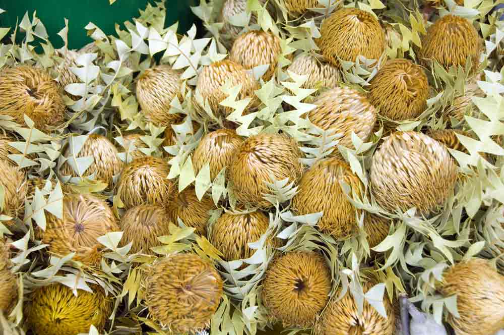 ball flowers-AsiaPhotoStock