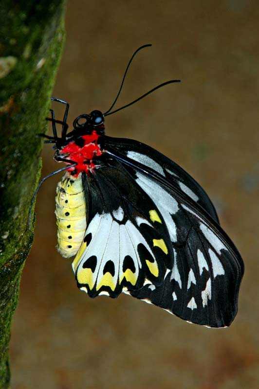 black and white-AsiaPhotoStock