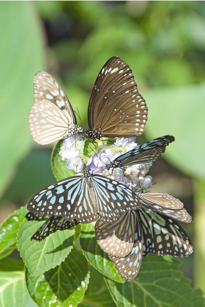 butterflies-AsiaPhotoStock
