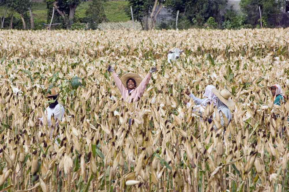 sweet corn harvest-AsiaPhotoStock