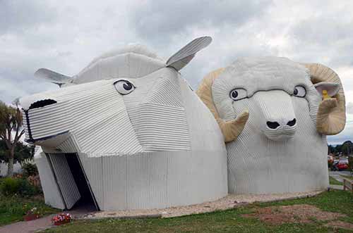 corrugated iron sheep-AsiaPhotoStock