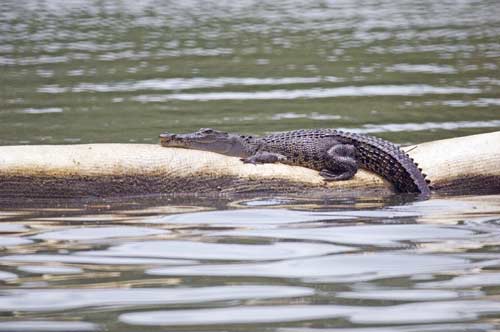 Singapore crocodile-AsiaPhotoStock