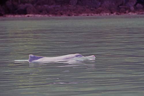 dolphin-AsiaPhotoStock