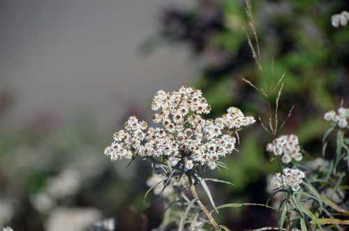 flowers-AsiaPhotoStock
