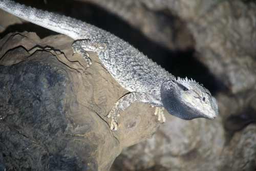 frilly lizard-AsiaPhotoStock