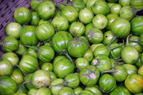 small eggplant-AsiaPhotoStock