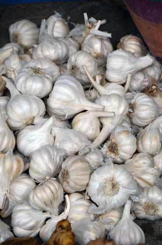 garlic-AsiaPhotoStock