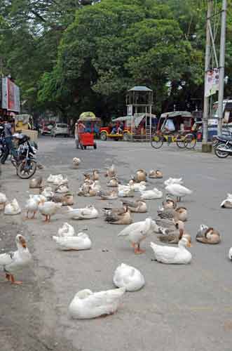 geese street-AsiaPhotoStock