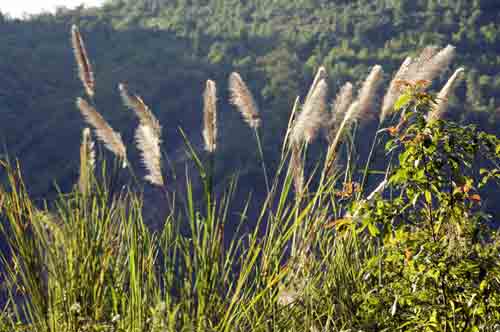 grasses-AsiaPhotoStock