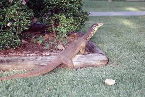 australian goanna-AsiaPhotoStock