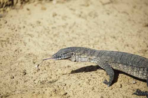 australian monitor-AsiaPhotoStock