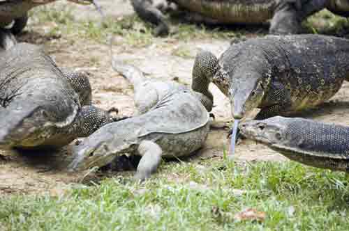 lizards pulau tiga-AsiaPhotoStock