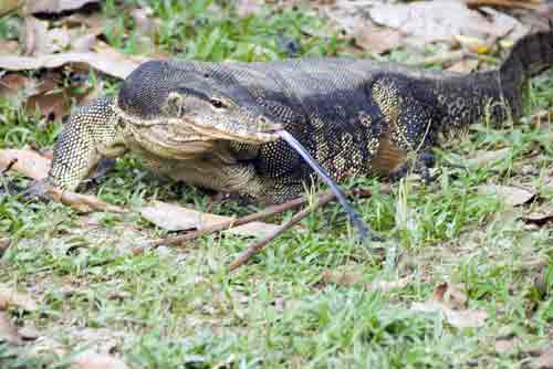 monitor with tongue out-AsiaPhotoStock