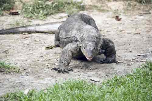 monitor lizard advances-AsiaPhotoStock