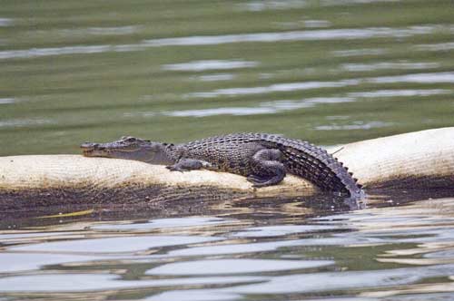 crocodile at pasir ris-AsiaPhotoStock