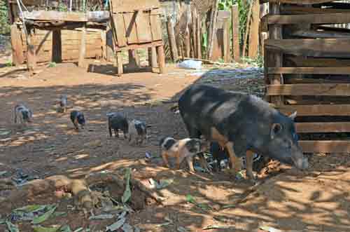 pigs on a stroll-AsiaPhotoStock