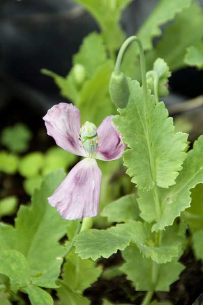 opium poppies-AsiaPhotoStock