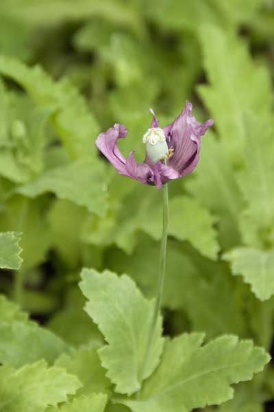 opium poppy-AsiaPhotoStock