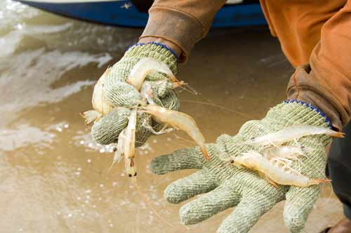 prawns in gloved hand-AsiaPhotoStock